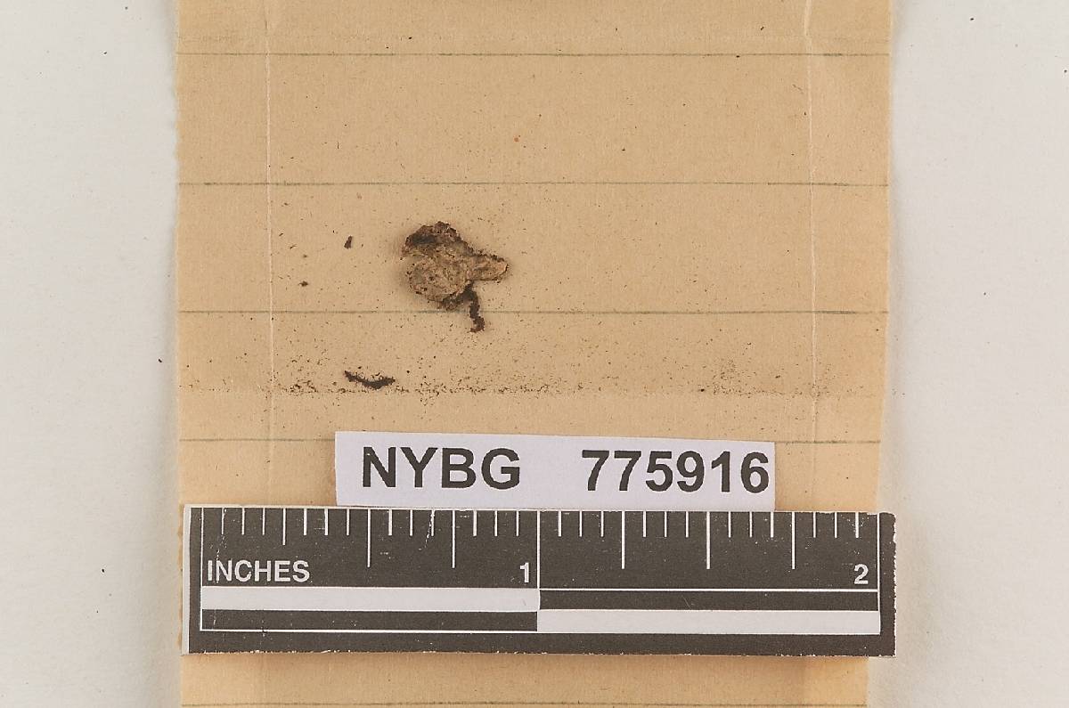 Lopharia javanica image