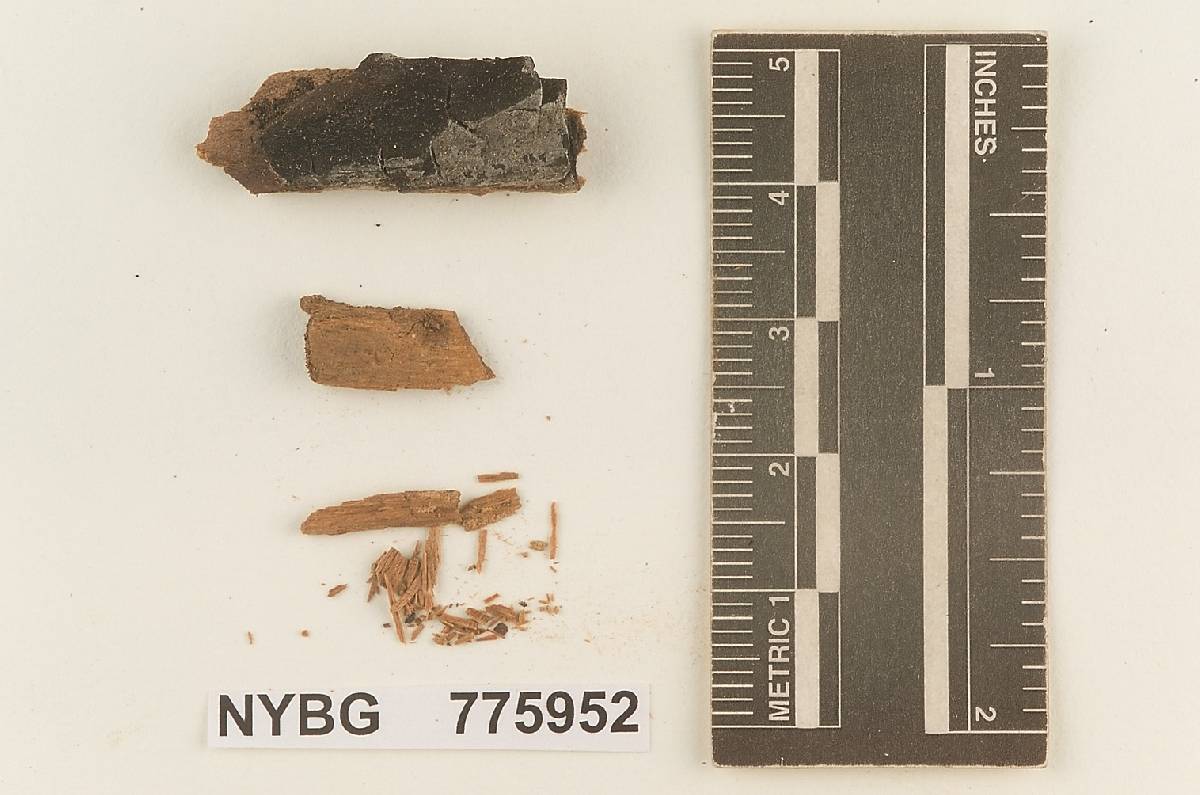 Suillosporium image