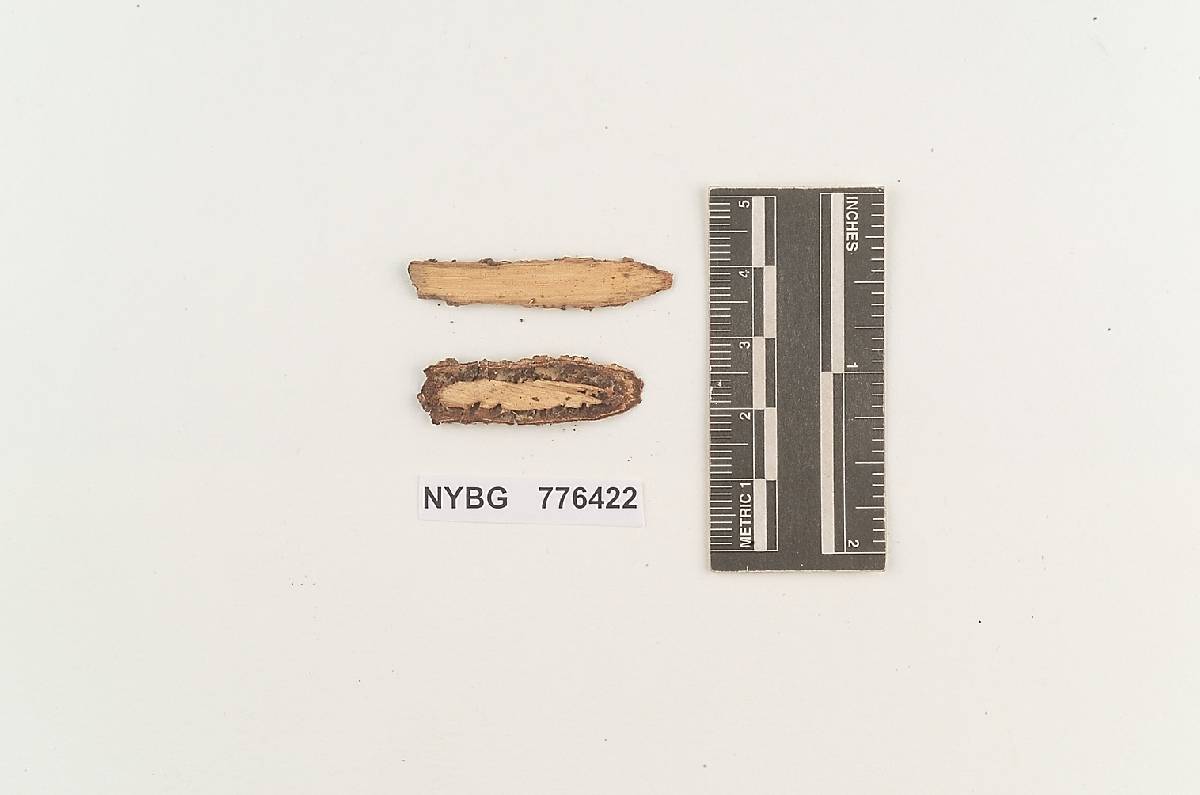 Xerocarpus cinereus var. cervinus image