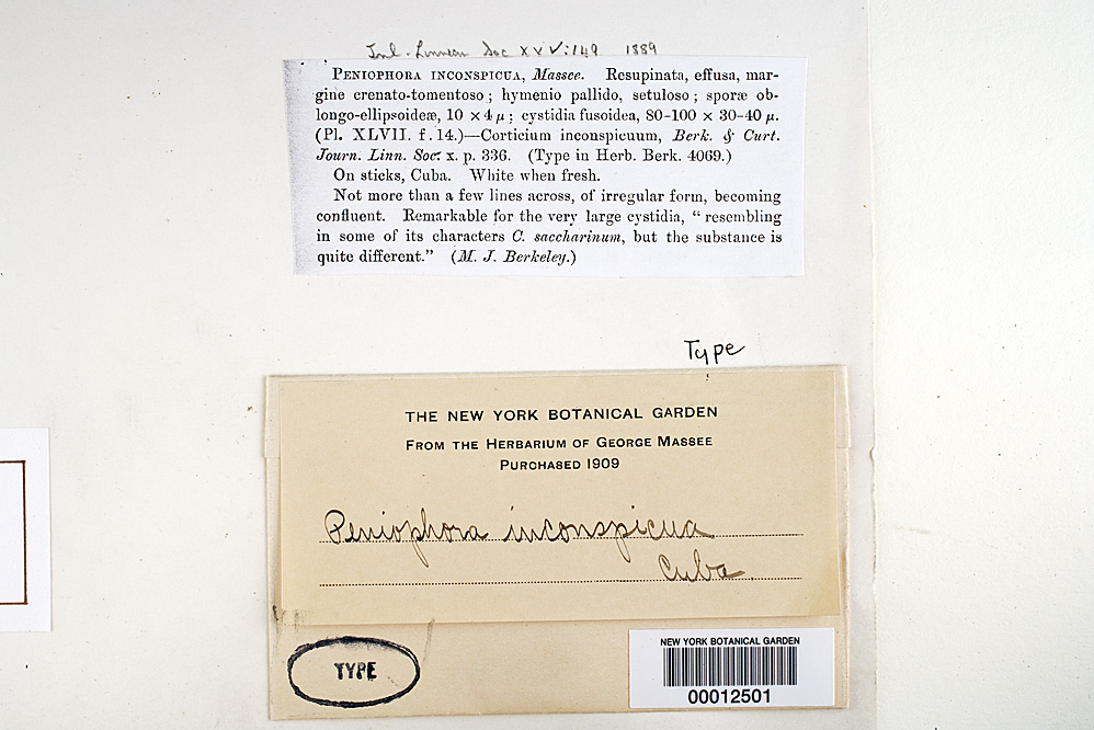 Peniophora inconspicua image