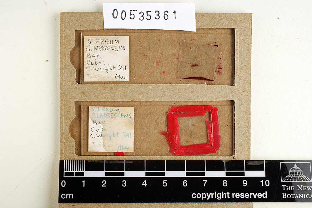 Stereum glabrescens image