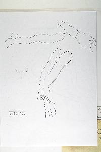 Zygodesmus pirolae image