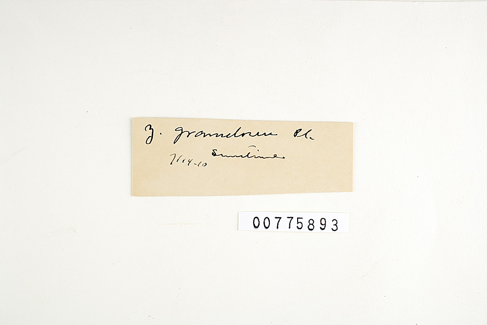 Zygodesmus graminicola image