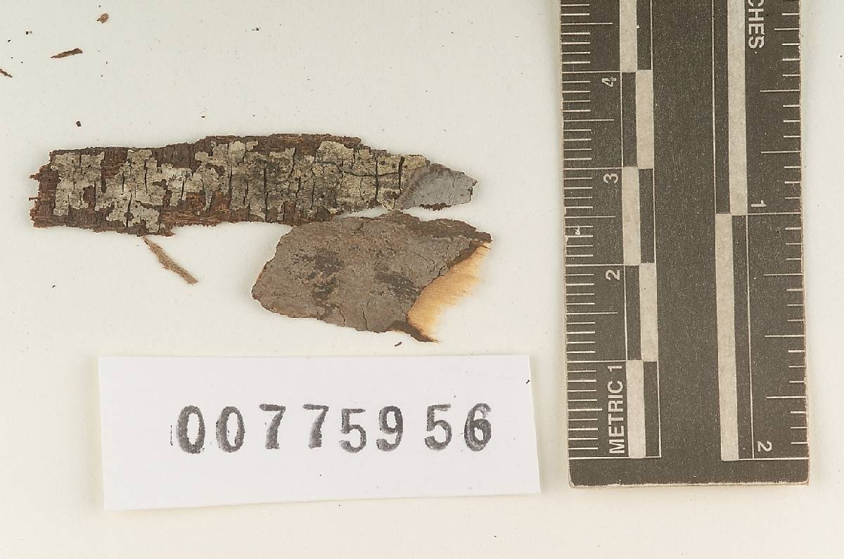 Peniophora argentea image