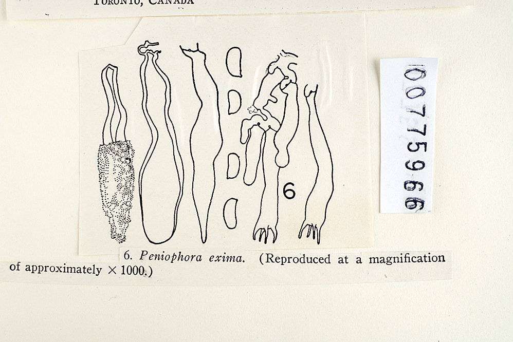 Peniophora exima image