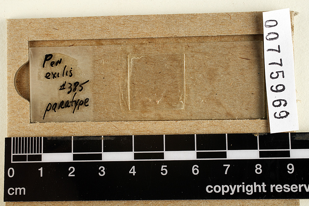 Phanerochaete exilis image