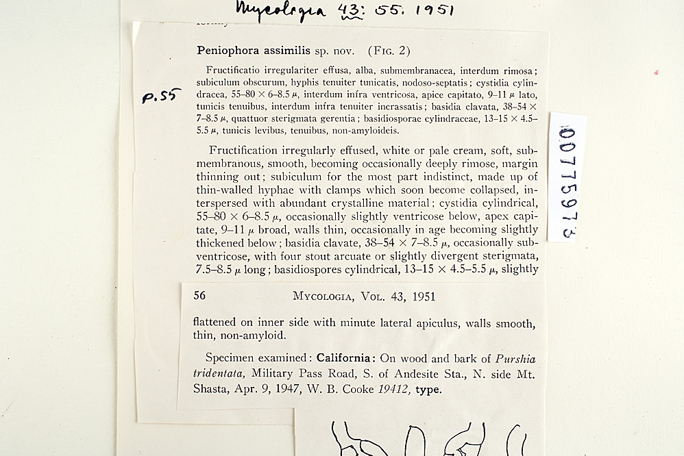 Hyphoderma assimile image