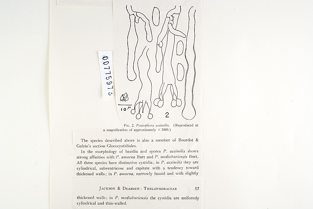 Hyphoderma assimile image