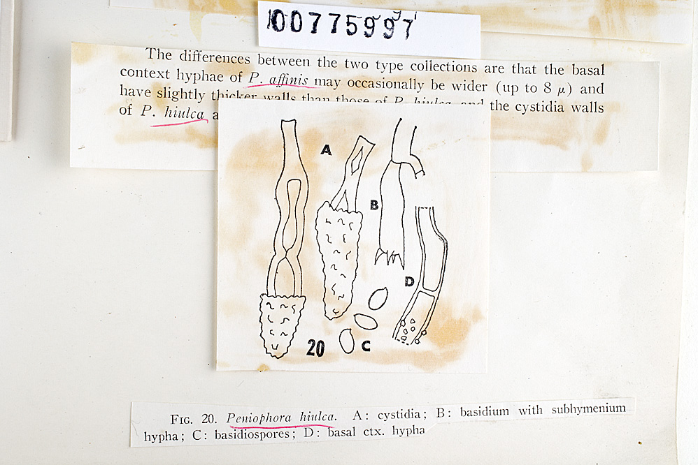 Peniophora hiulca image