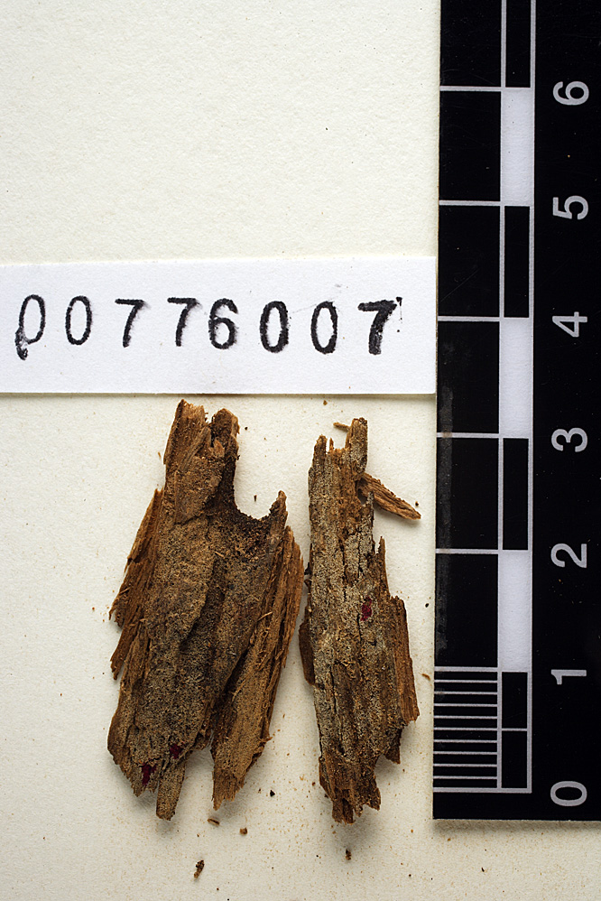 Hyphoderma involutum image