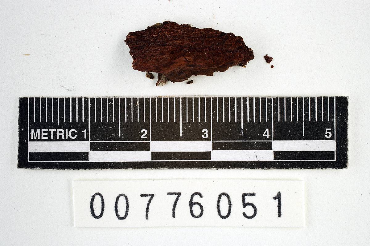 Peniophora pusilla image
