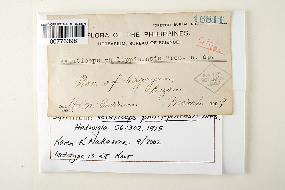 Pileodon philippinensis image