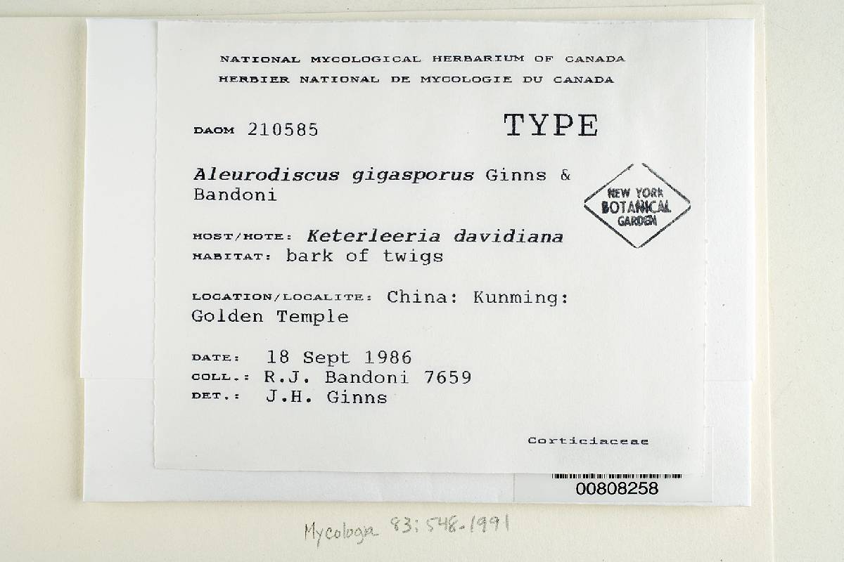 Aleurodiscus gigasporus image