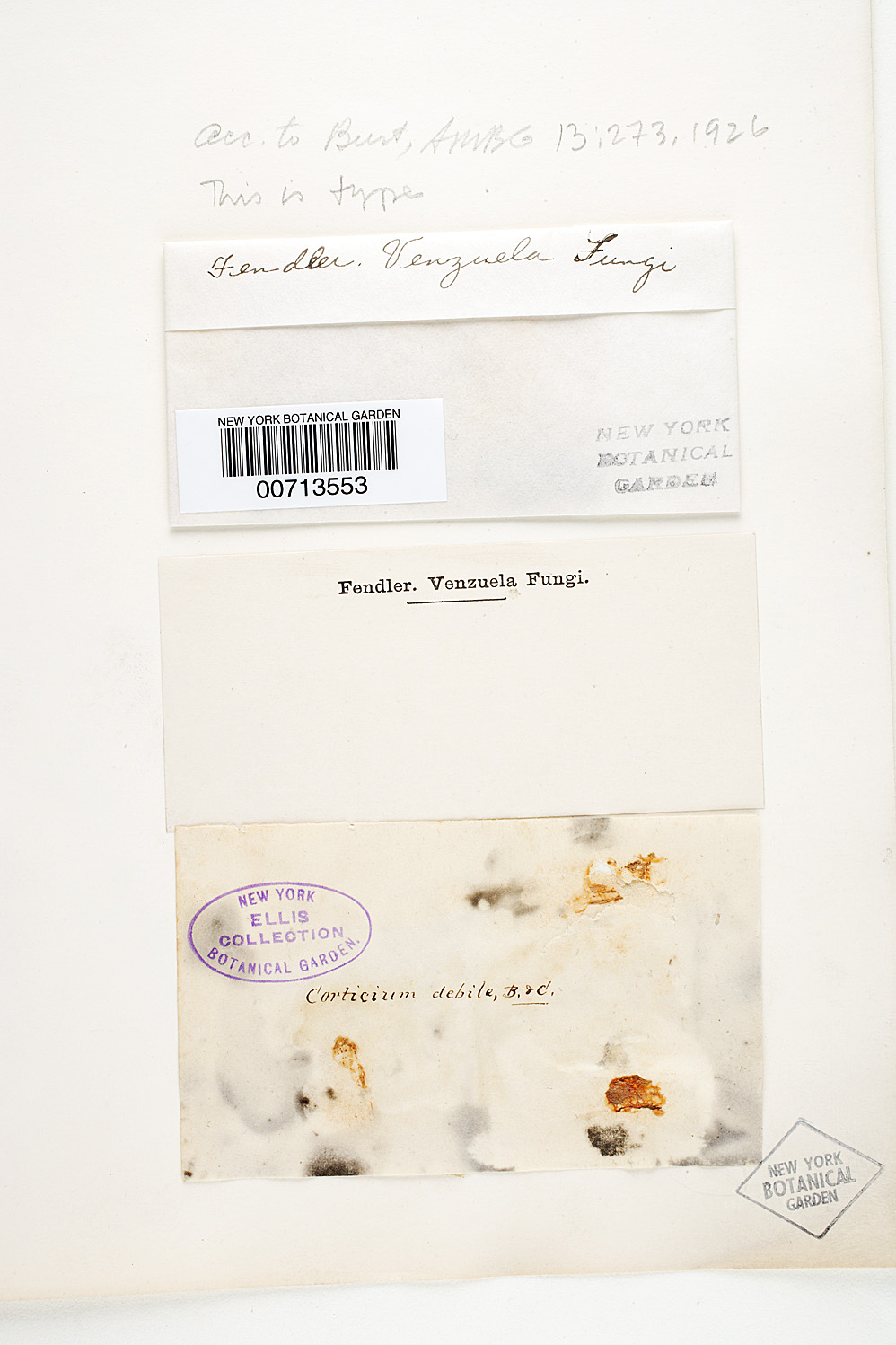 Corticium debile image