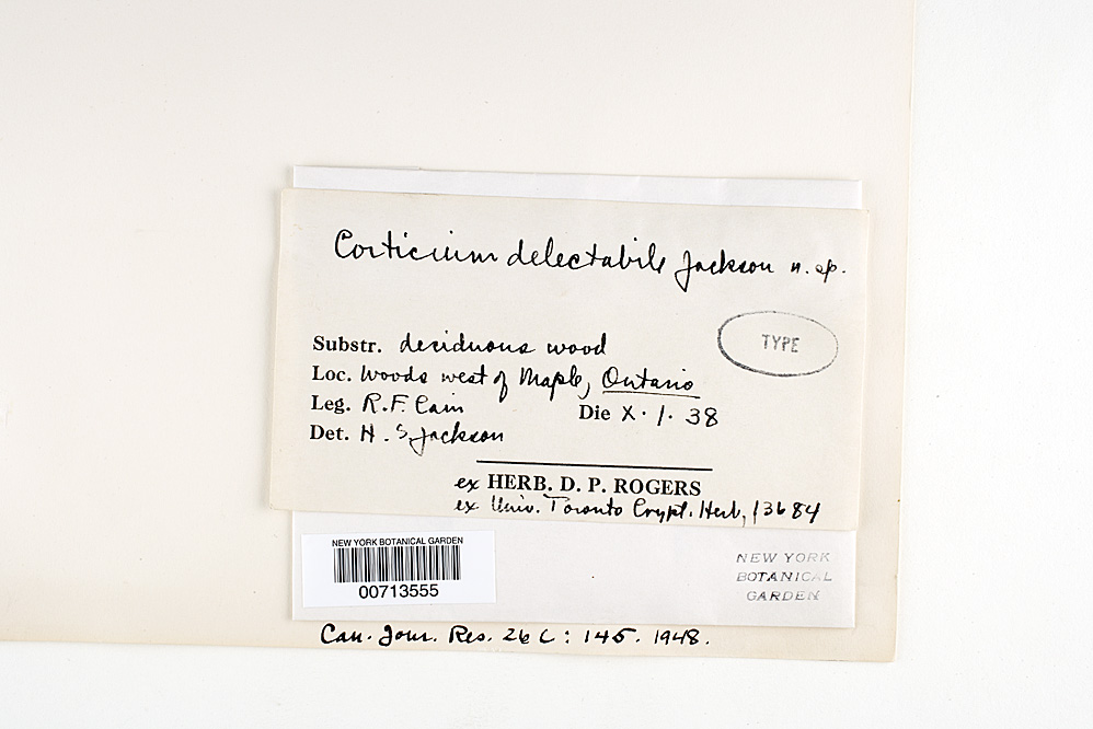 Clavulicium delectabile image