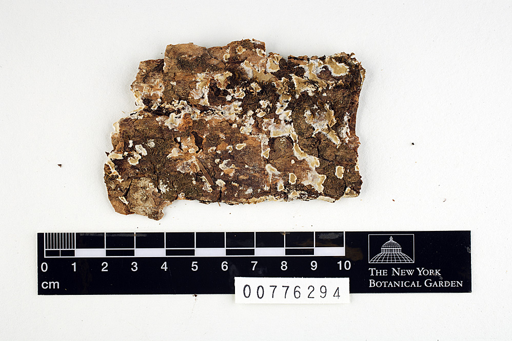 Ramaricium alboflavescens image