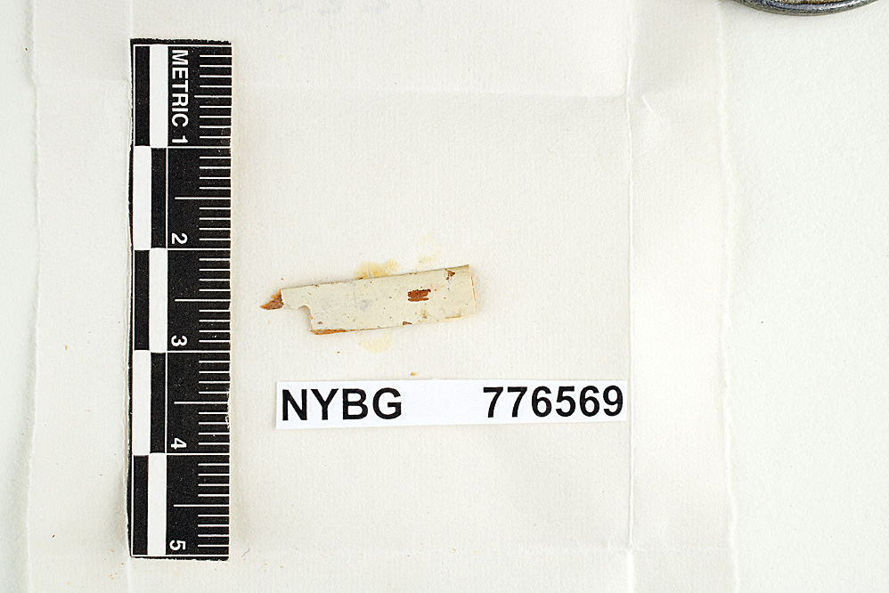 Scytinostroma praestans image