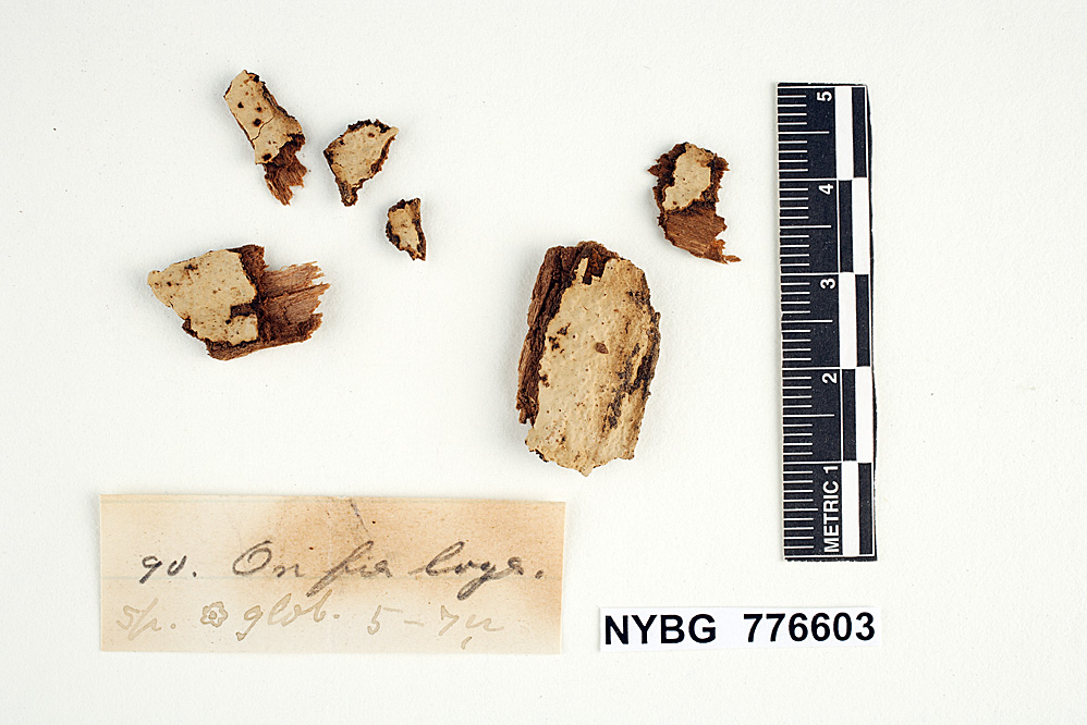 Dichostereum pallescens image