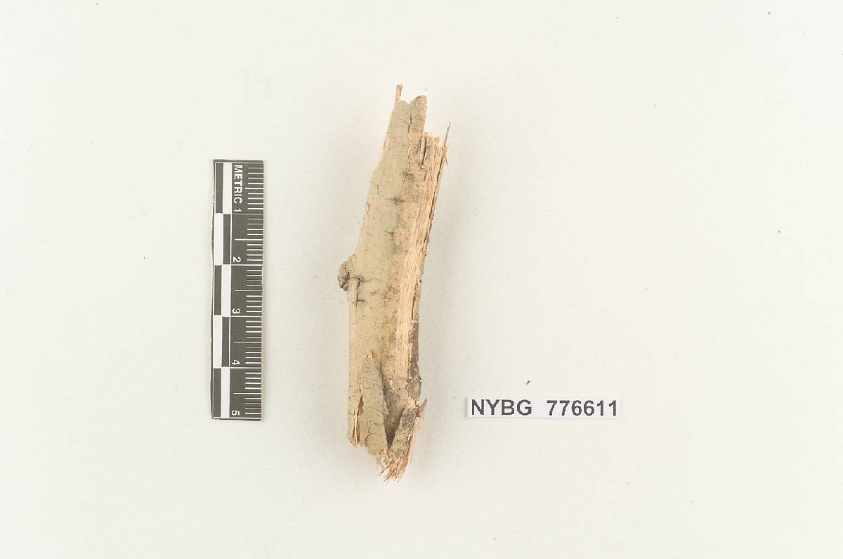 Conferticium ravum image