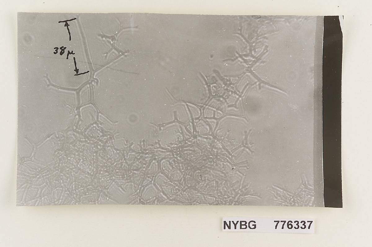Lachnocladium sarasinii image