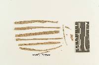 Pistillina hyalina image