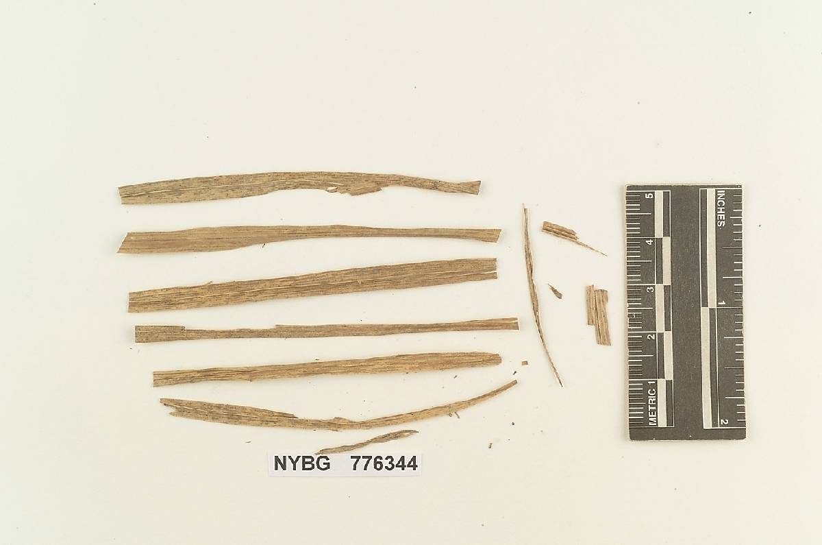 Pistillina hyalina image