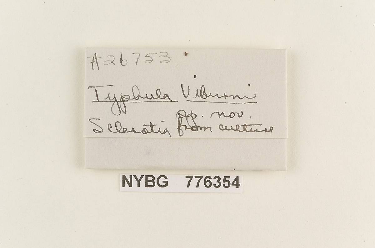 Typhula viburni image