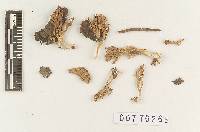 Clavaria pusilla image