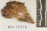 Ramariopsis kunzei image