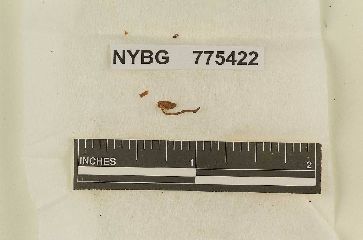Naucoria hepaticicola image