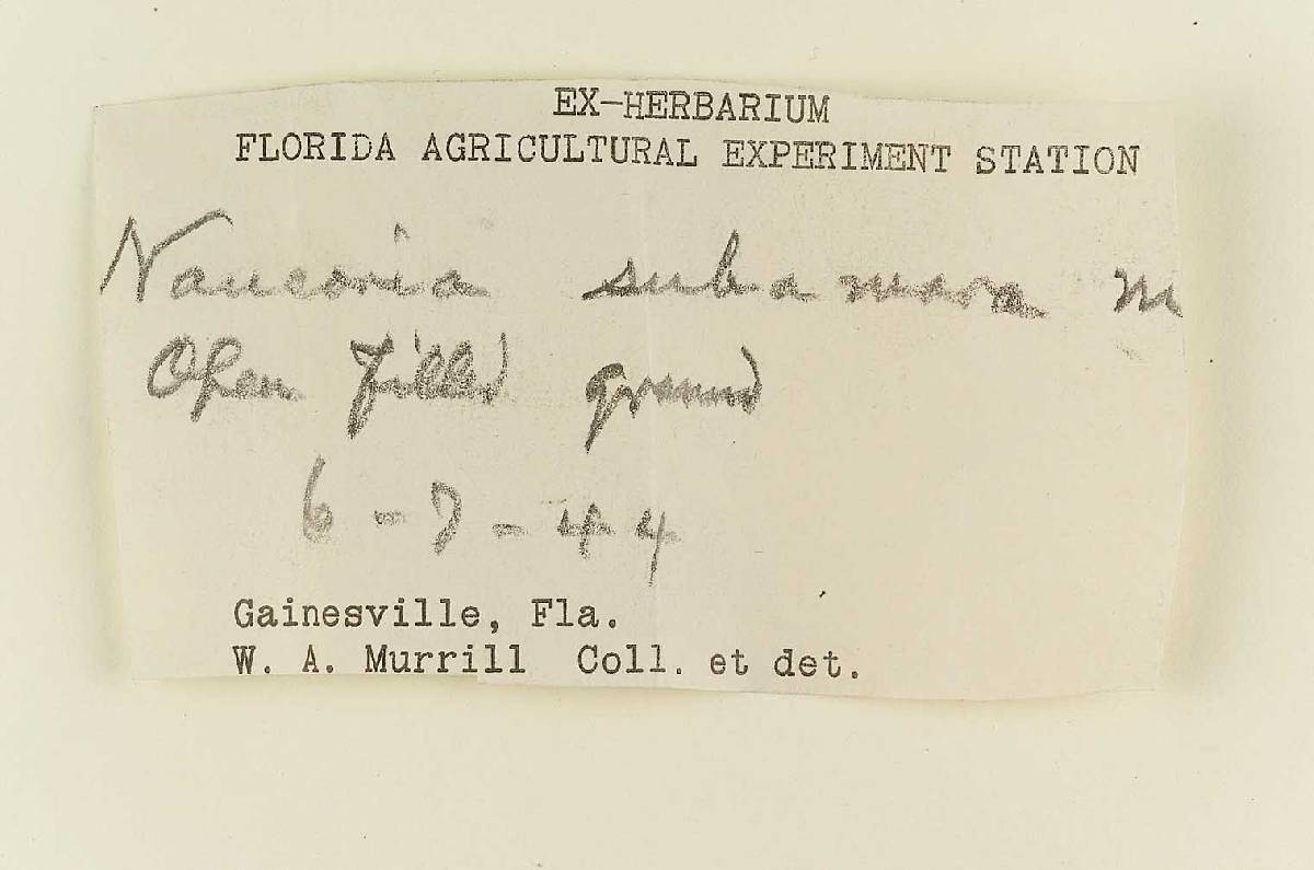 Naucoria subamara image