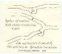 Hydnellum caeruleum image