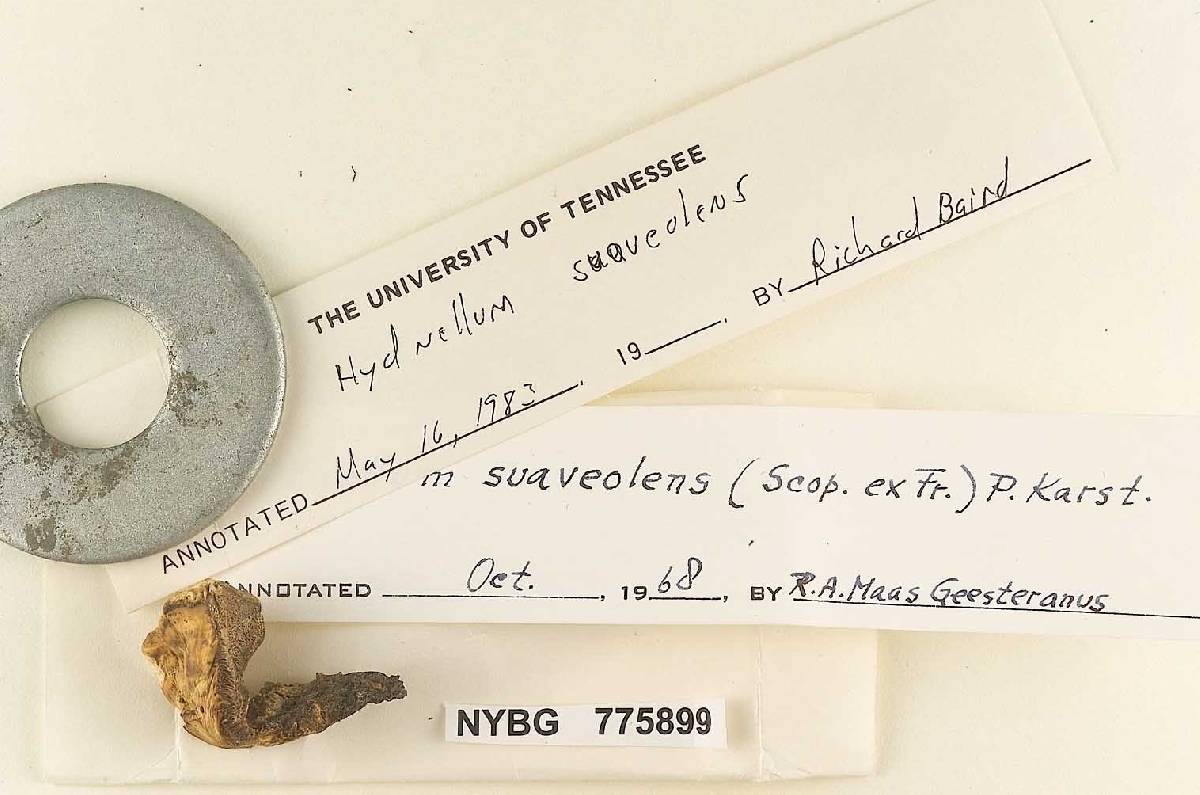 Hydnum humidum image