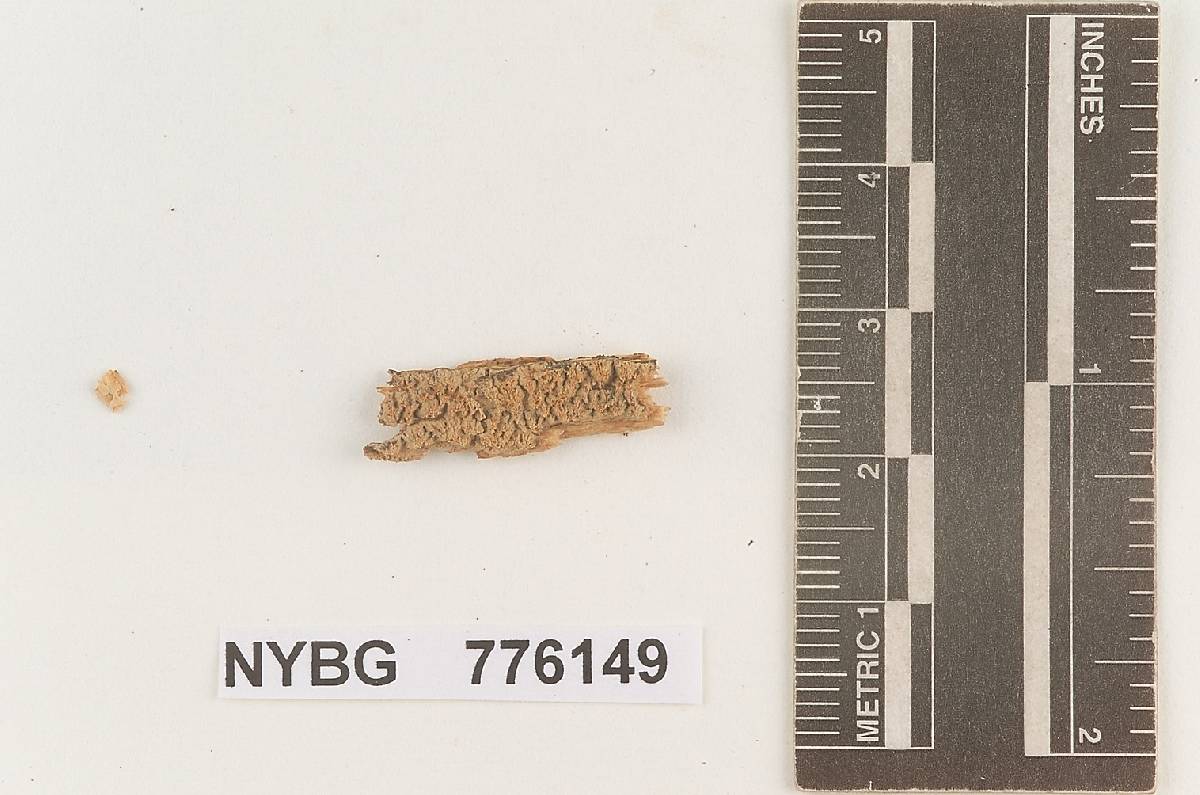 Hydnum serratum image