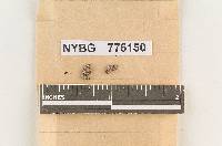 Hydnum webbii image