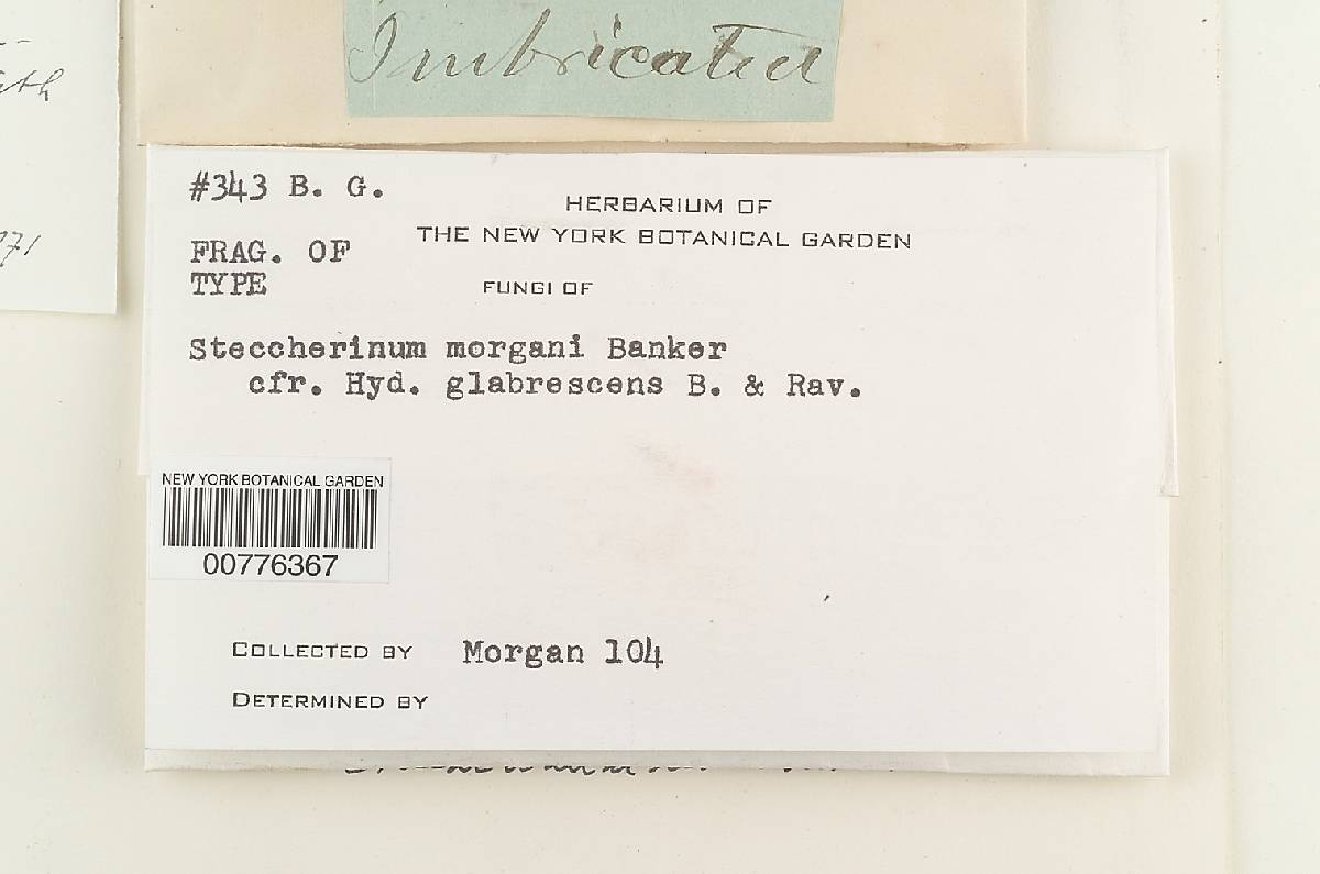 Steccherinum reniforme image