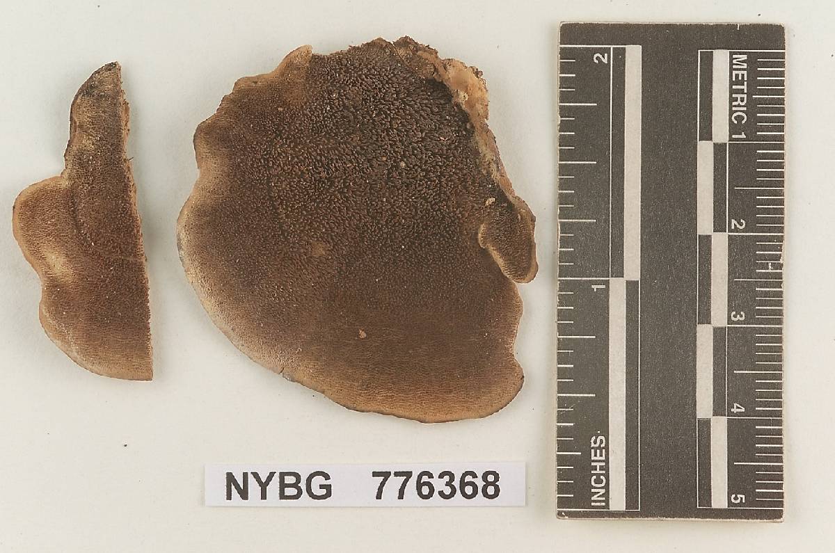 Steccherinum reniforme image