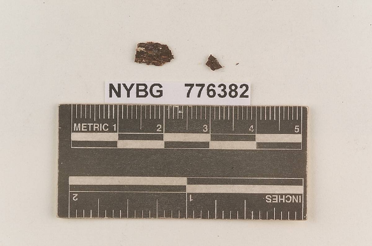 Odontia rimosissima image