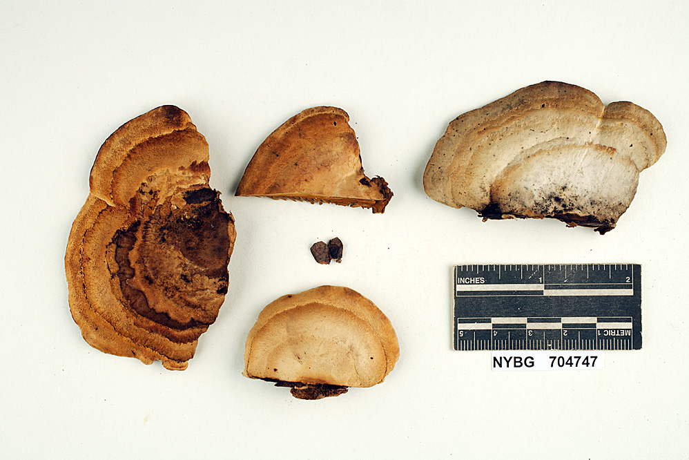 Gloeophyllum subferrugineum image