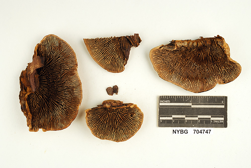 Gloeophyllum subferrugineum image