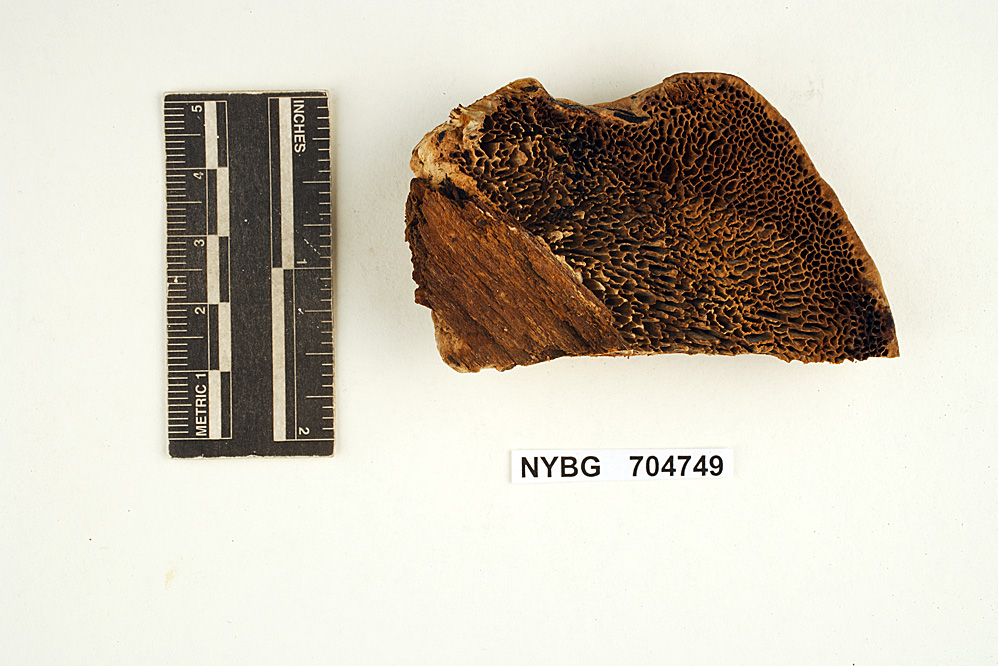 Gloeophyllum nigrozonatum image