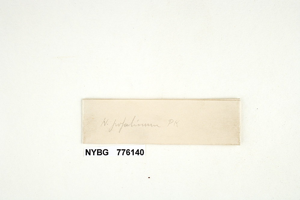 Hydnum populinum image