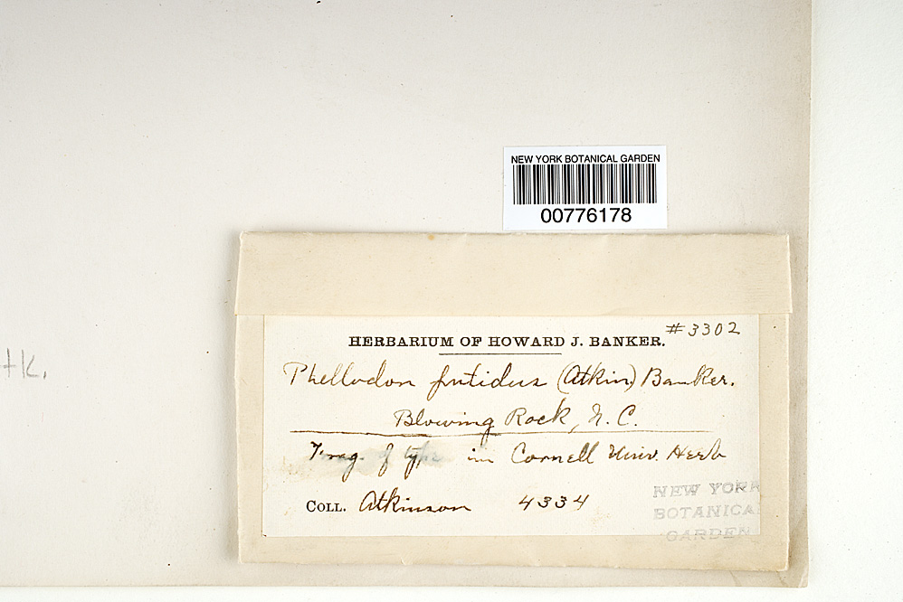 Phellodon putidus image