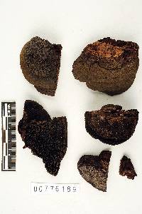 Nigrohydnum nigrum image