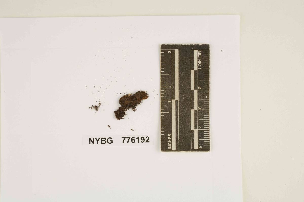 Hydnum stratosum image