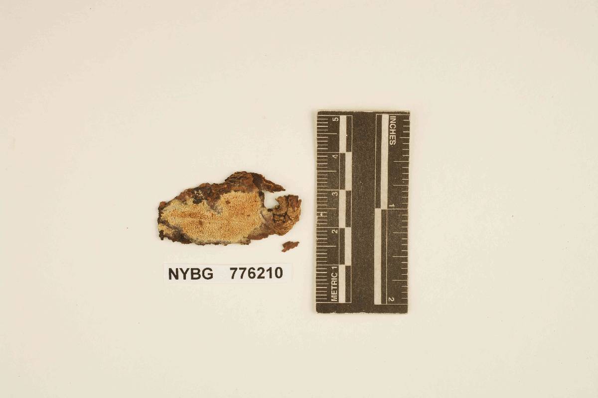 Cystidiodontia image