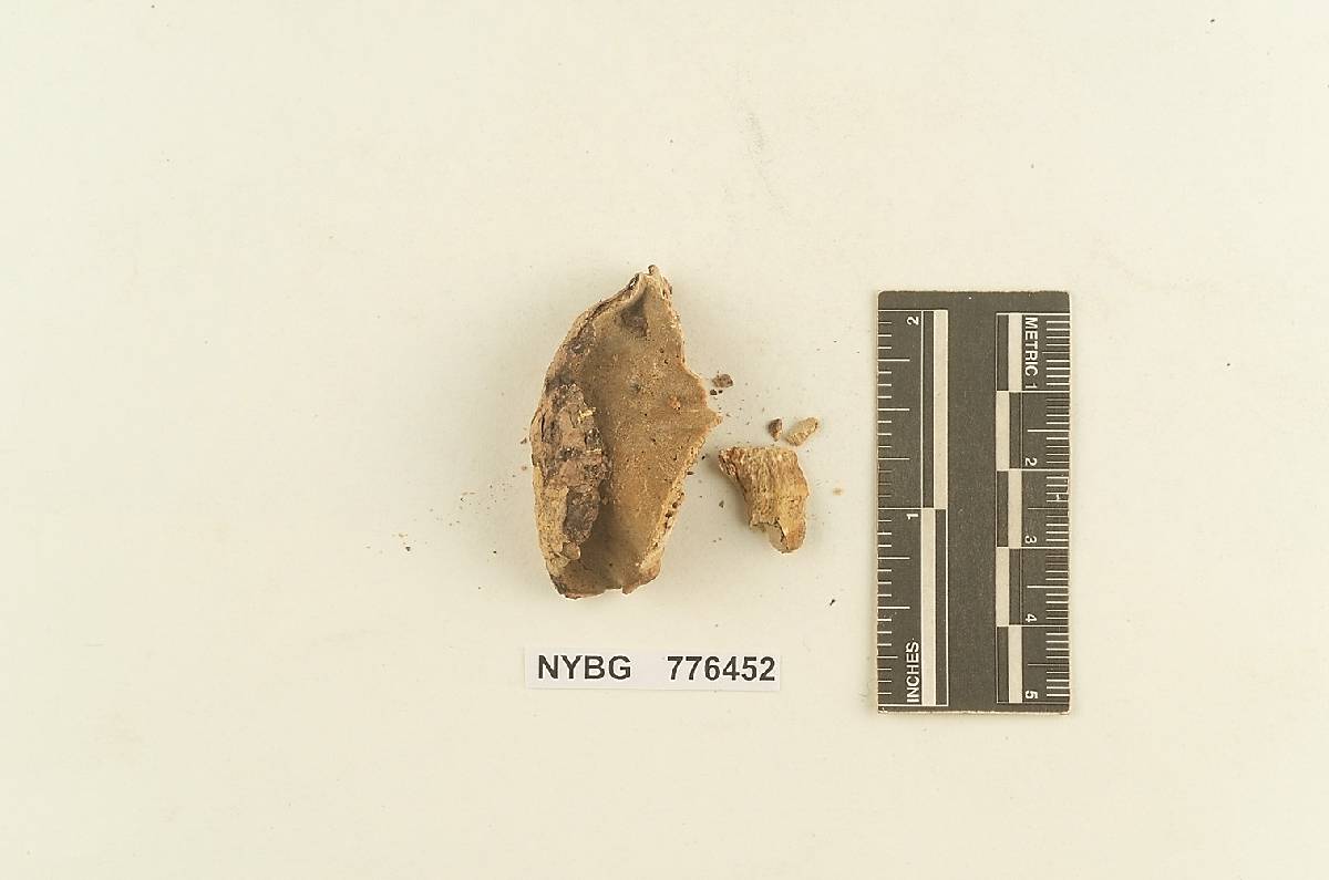 Tyromyces duracinus image