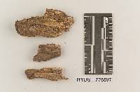 Fuscoporella castletonensis image