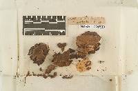 Phellinus gilvus image