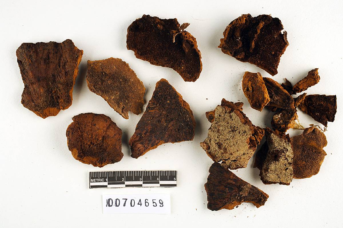 Phellinus sarcites image